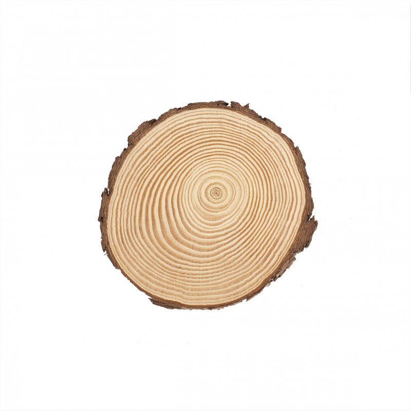 Holzscheibe 15cm x 1.5cm Kiefernholz
